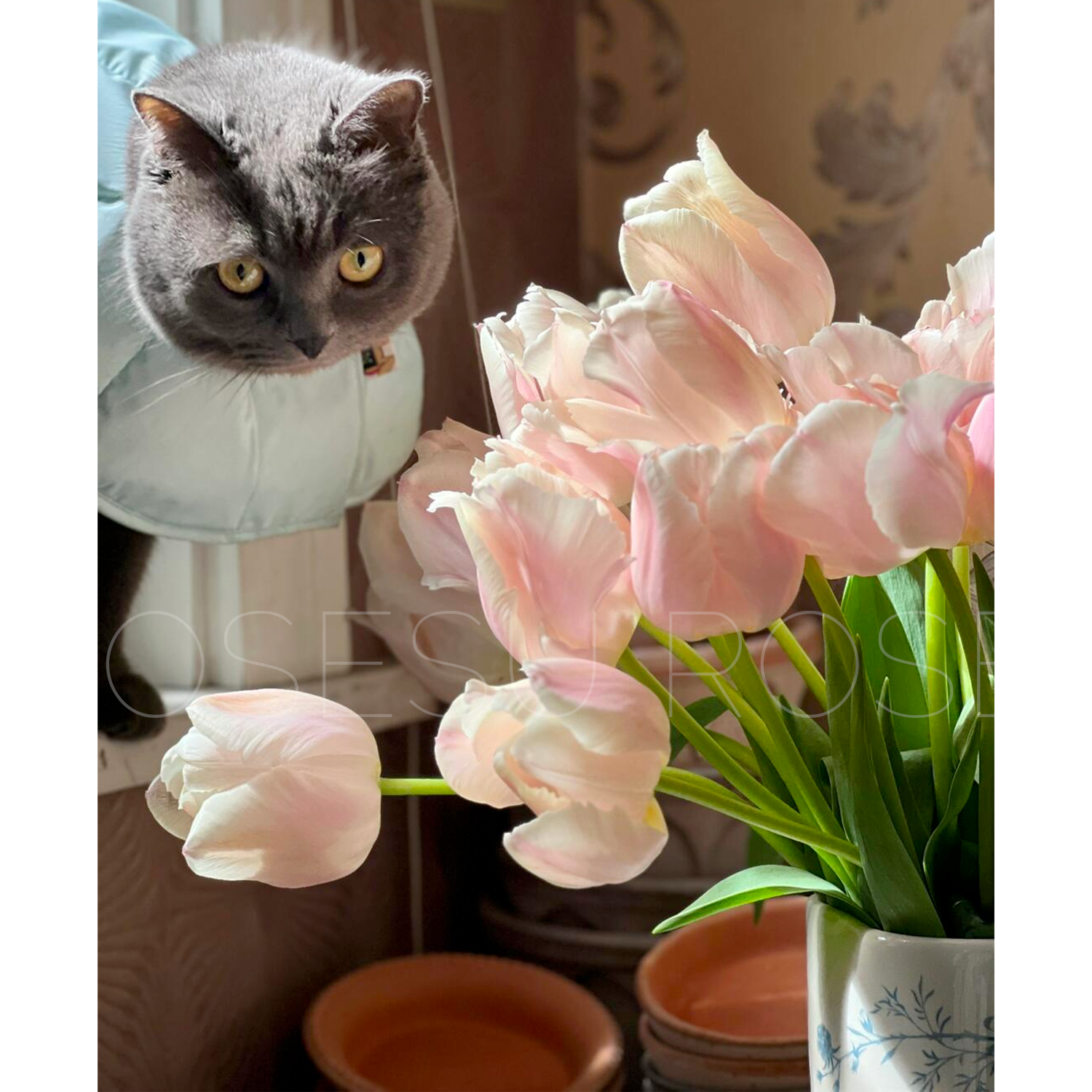 Tulip Bulbs - Royal Coral