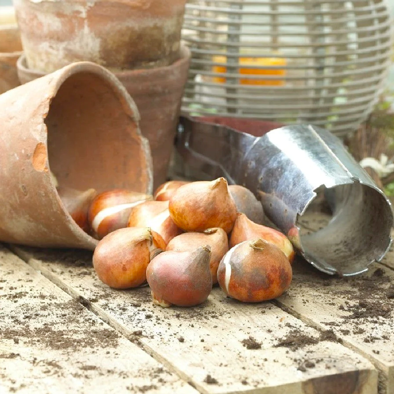 Tulip Bulbs - Royal Coral