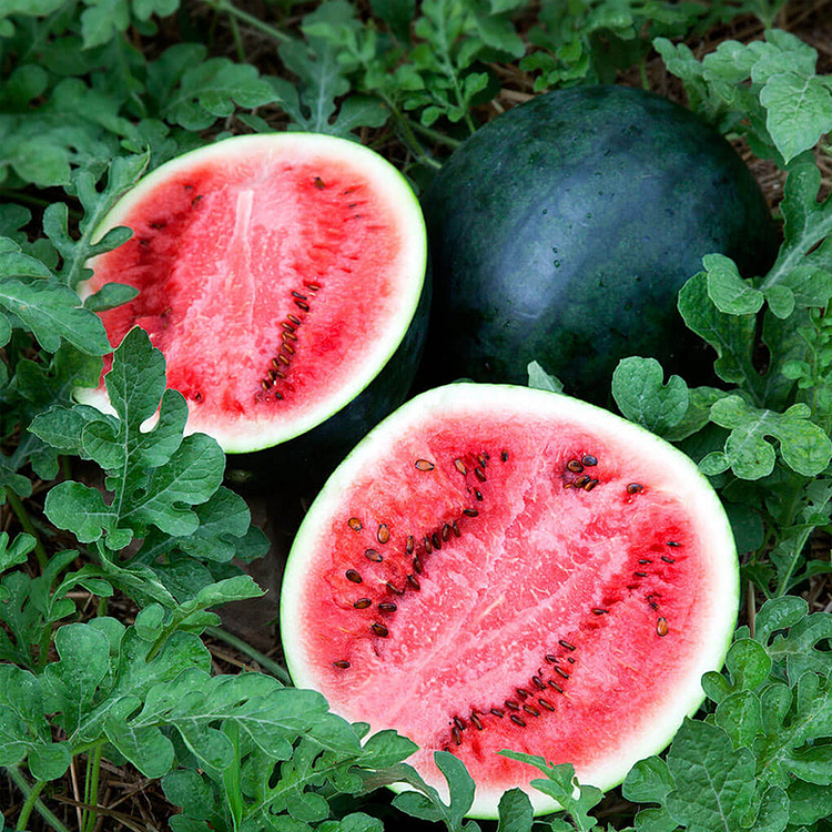 Watermelon Seeds - Sugar Baby
