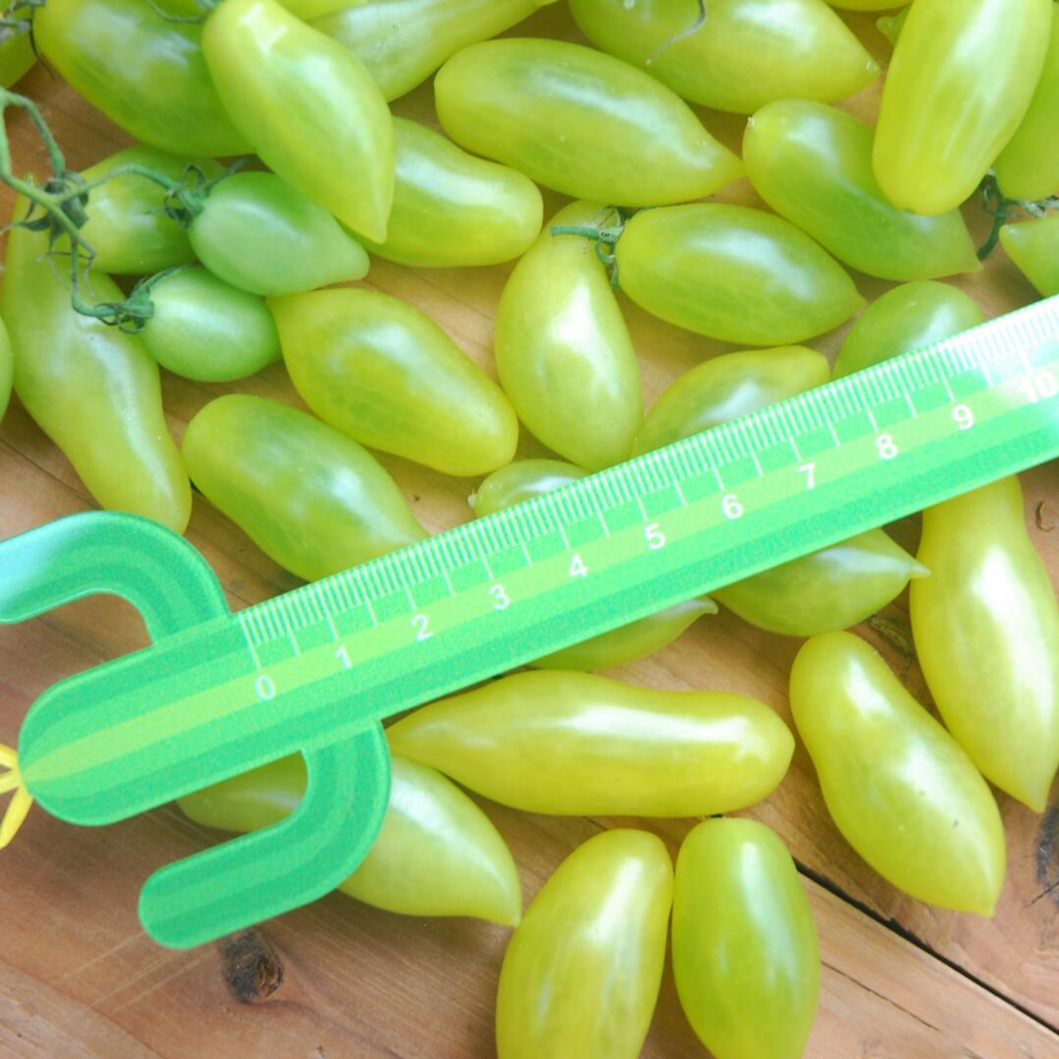 Heirloom Tomato Seeds - Dance Green Fingers