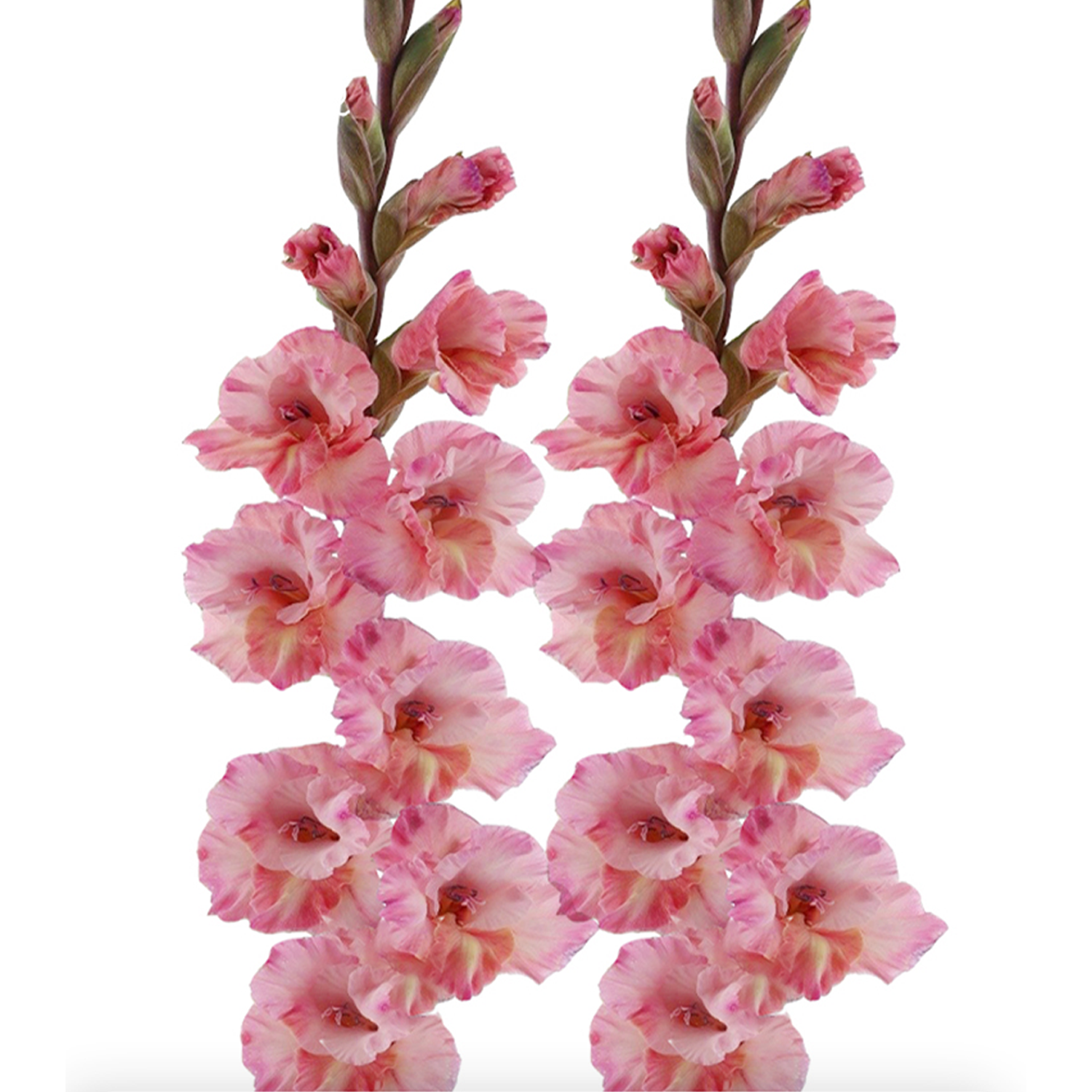 Gladiolus Flower Bulbs - Cherry Candy