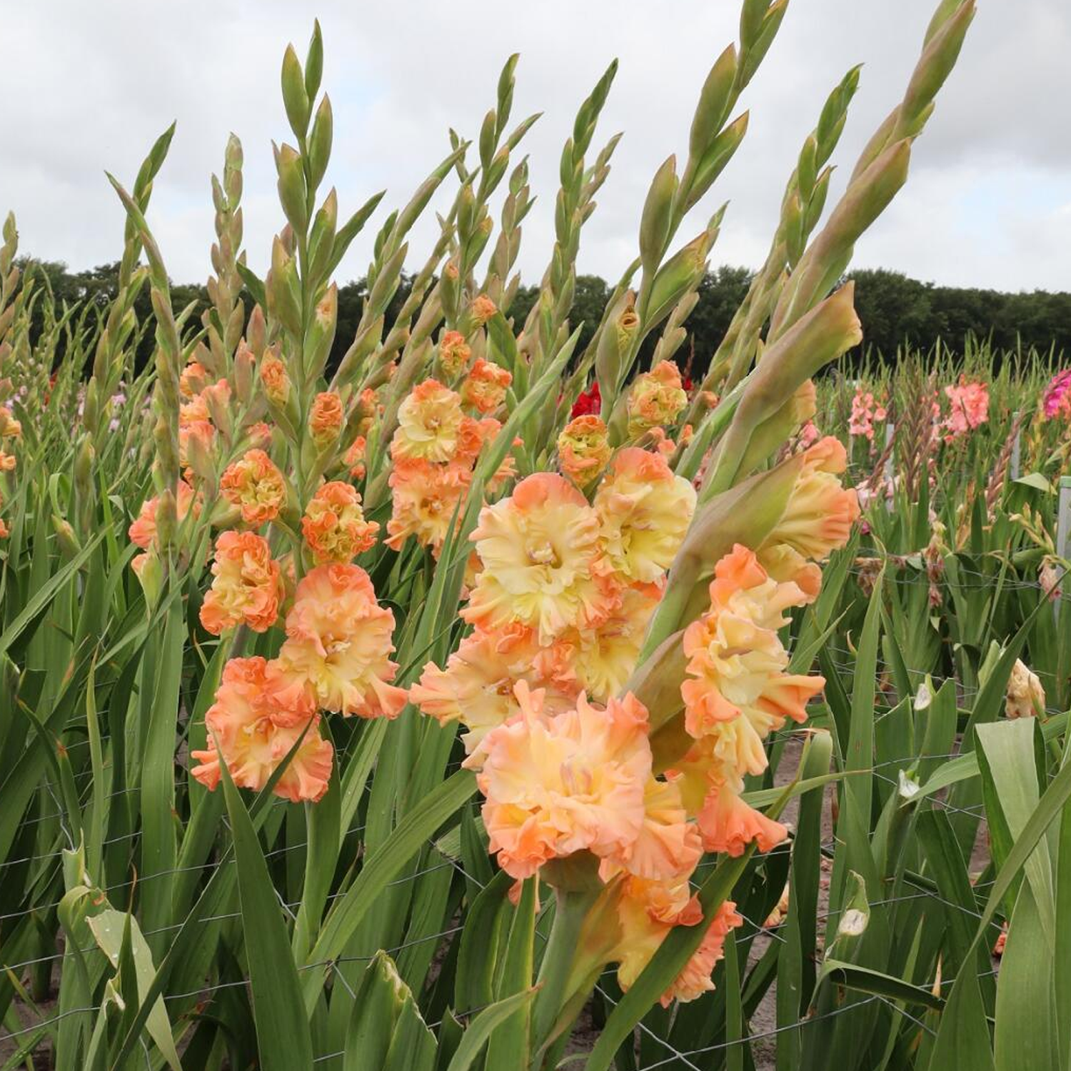 Gladiolus Flower Bulbs - Elizabeth