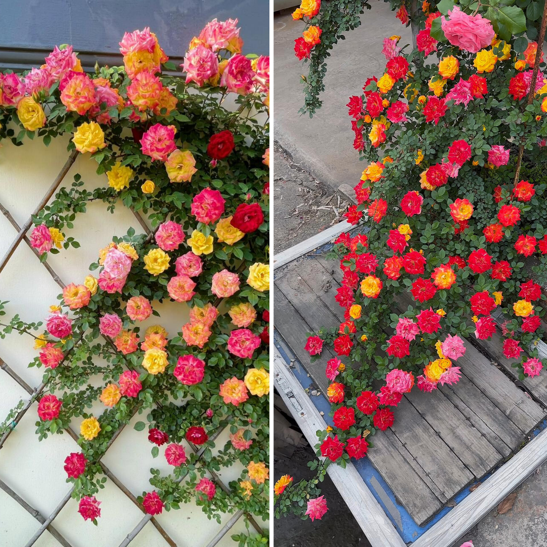 Climbing Rose Plant - Rainbow Vine