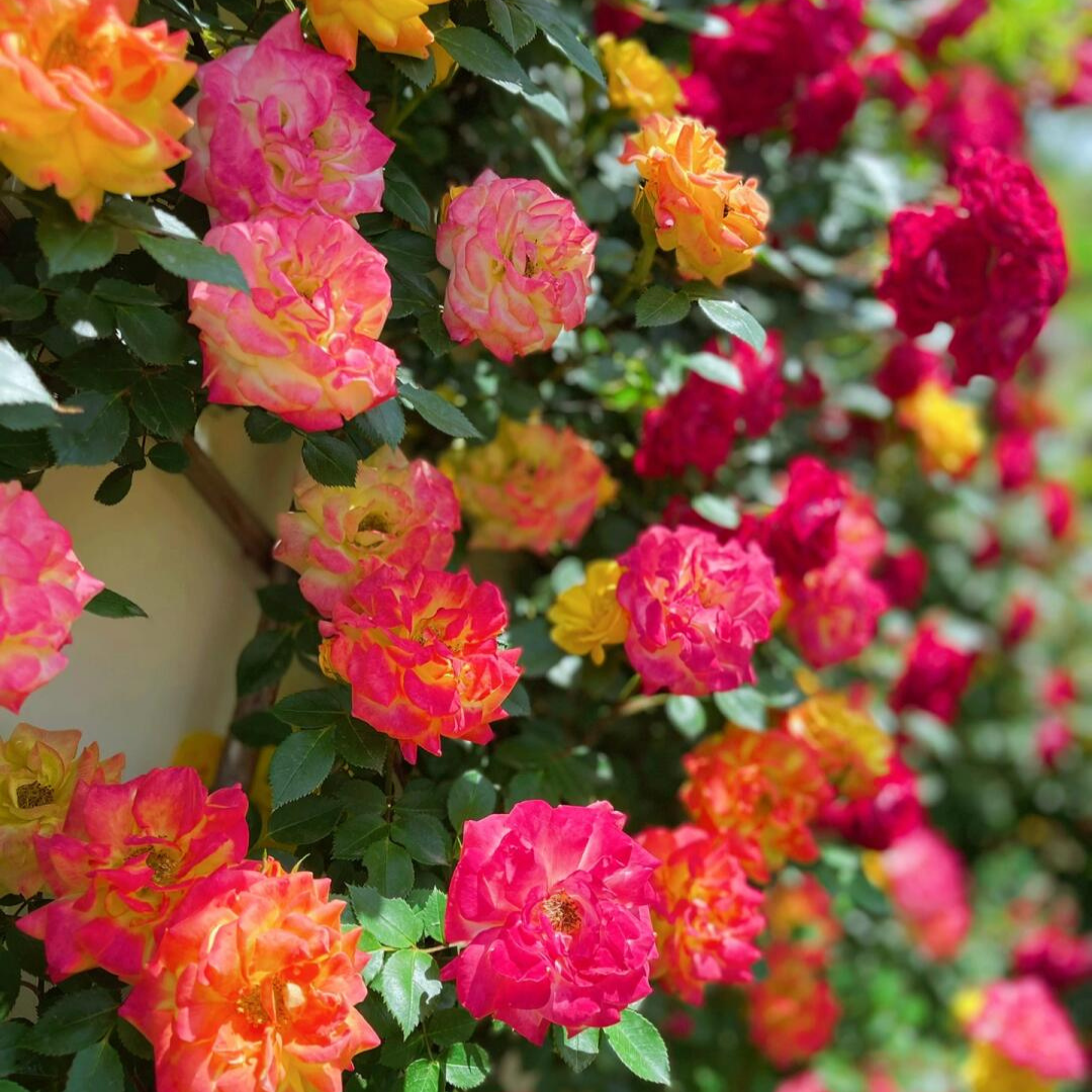 Climbing Rose Plant - Rainbow Vine