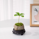 Desktop Micro Landscape - Evergreen Four-Leaf Clover