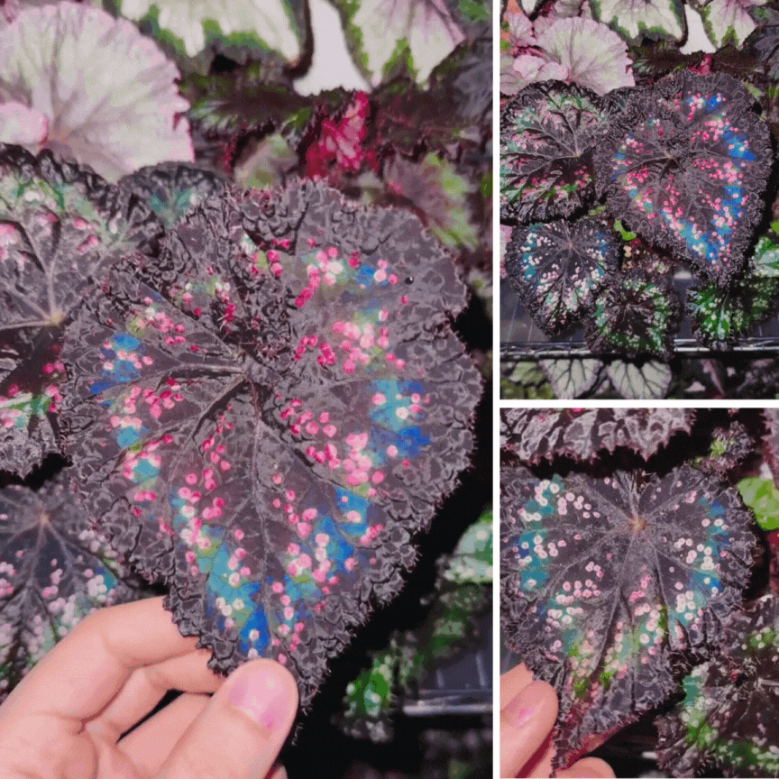 Rare Blue-Reflective Begonia