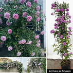 Climbing Rose Plant - Blue Rain Shade