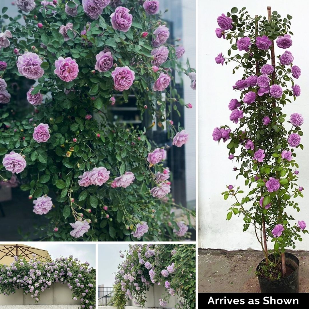 Climbing Rose Plant - Blue Rain Shade