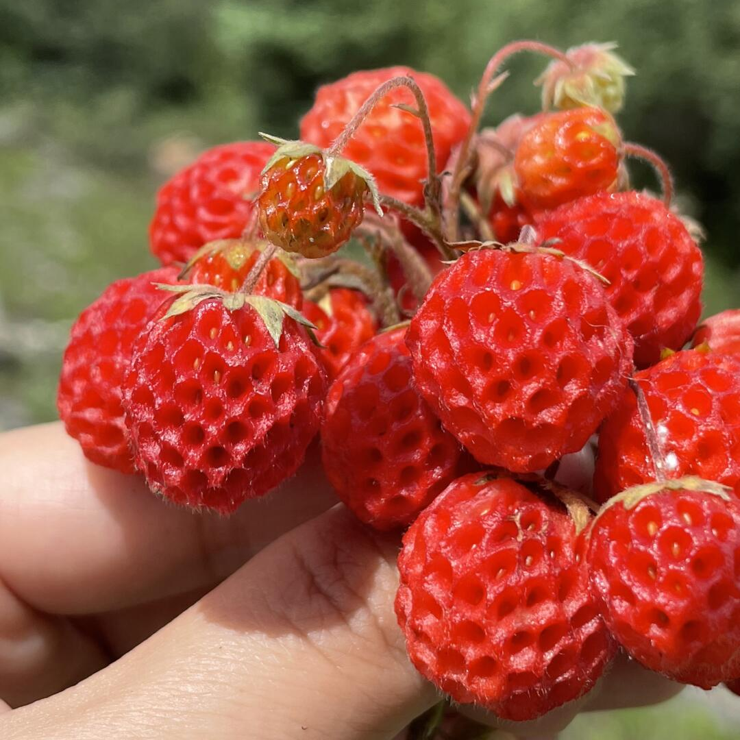 Wild Strawberry Roots - Red