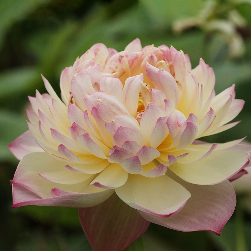 Midi-Large Bowl Lotus Rhizome – Scarlet Lips