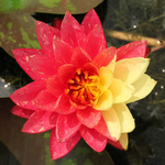 Mid-Small Water Lily Rhizome – Wanweisha