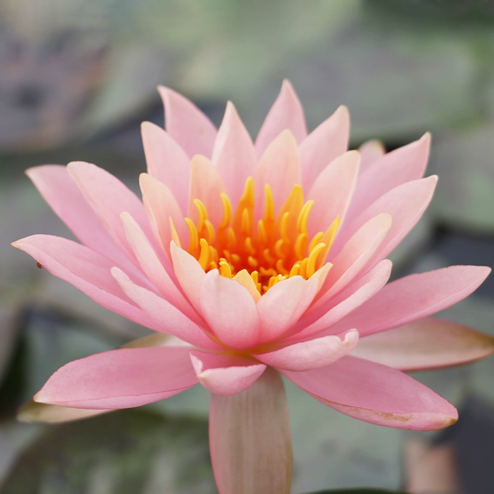 Midi Water Lily Rhizome – Colorado
