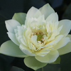 Midi-Large Bowl Lotus Rhizome – Jadeite