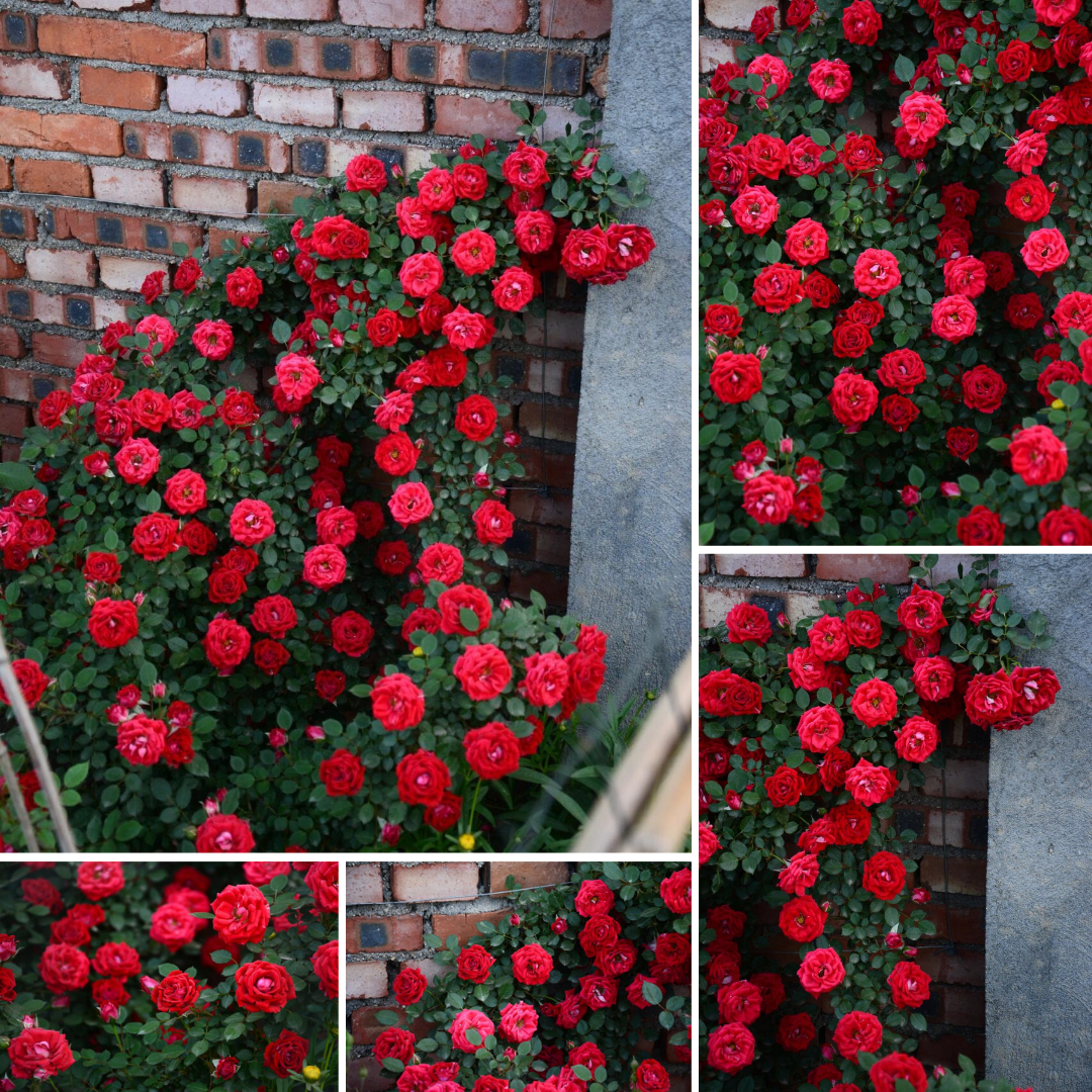 Climbing Rose Plant - Girl
