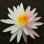 Midi Water Lily Rhizome – Rosy Dawn