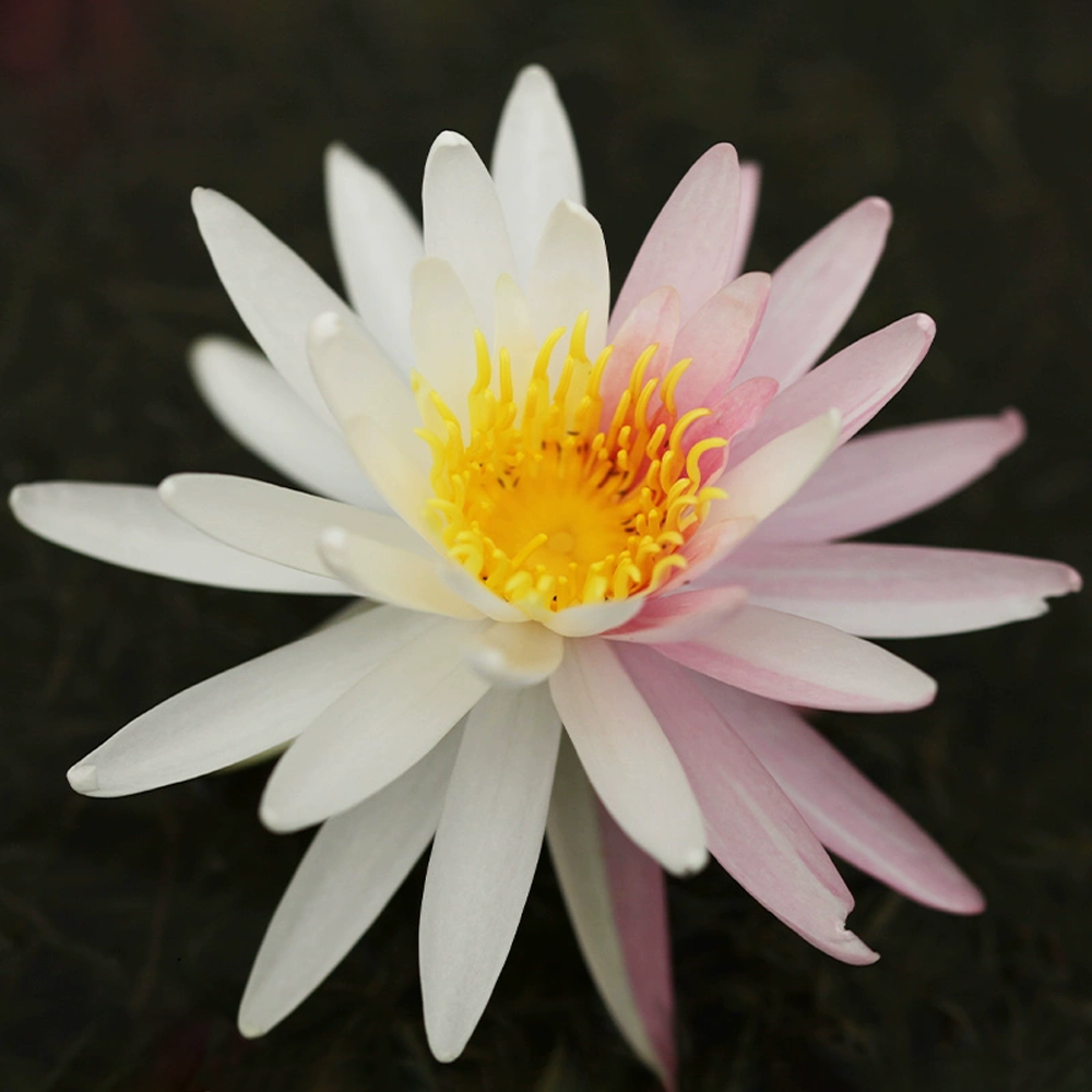 Midi Water Lily Rhizome – Rosy Dawn