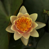 Micro Water Lily Rhizome – Kli Sansa