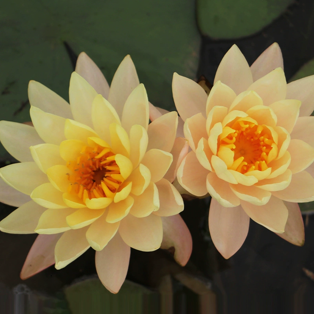 Midi Water Lotus Rhizome – Clyde Ikins