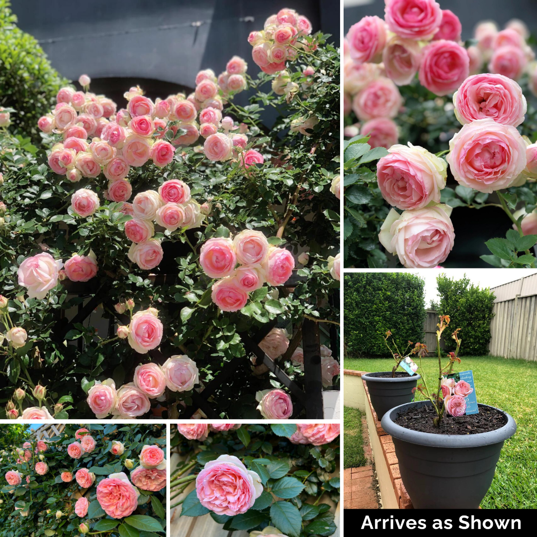 Climbing Rose Plant - Pink Gem Eden