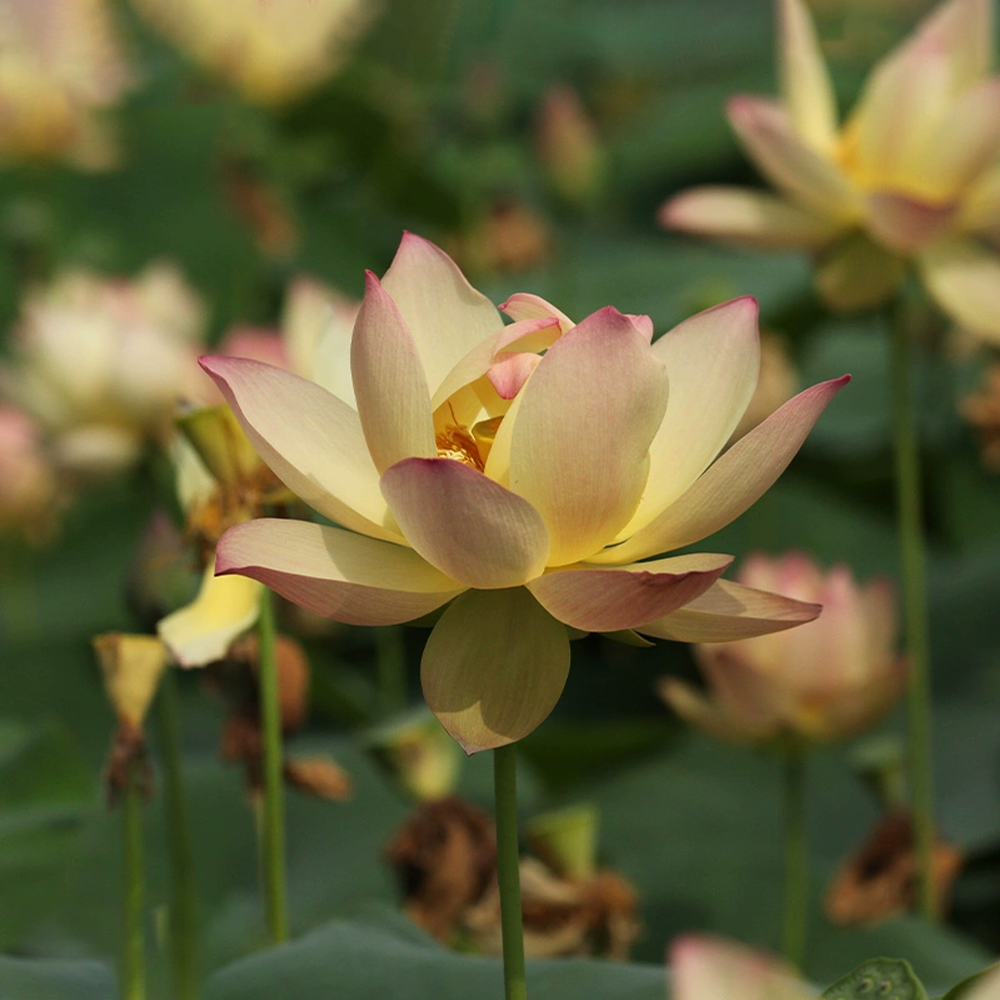 Mid-Small Bowl Lotus Rhizome – Deerhaven Autumn