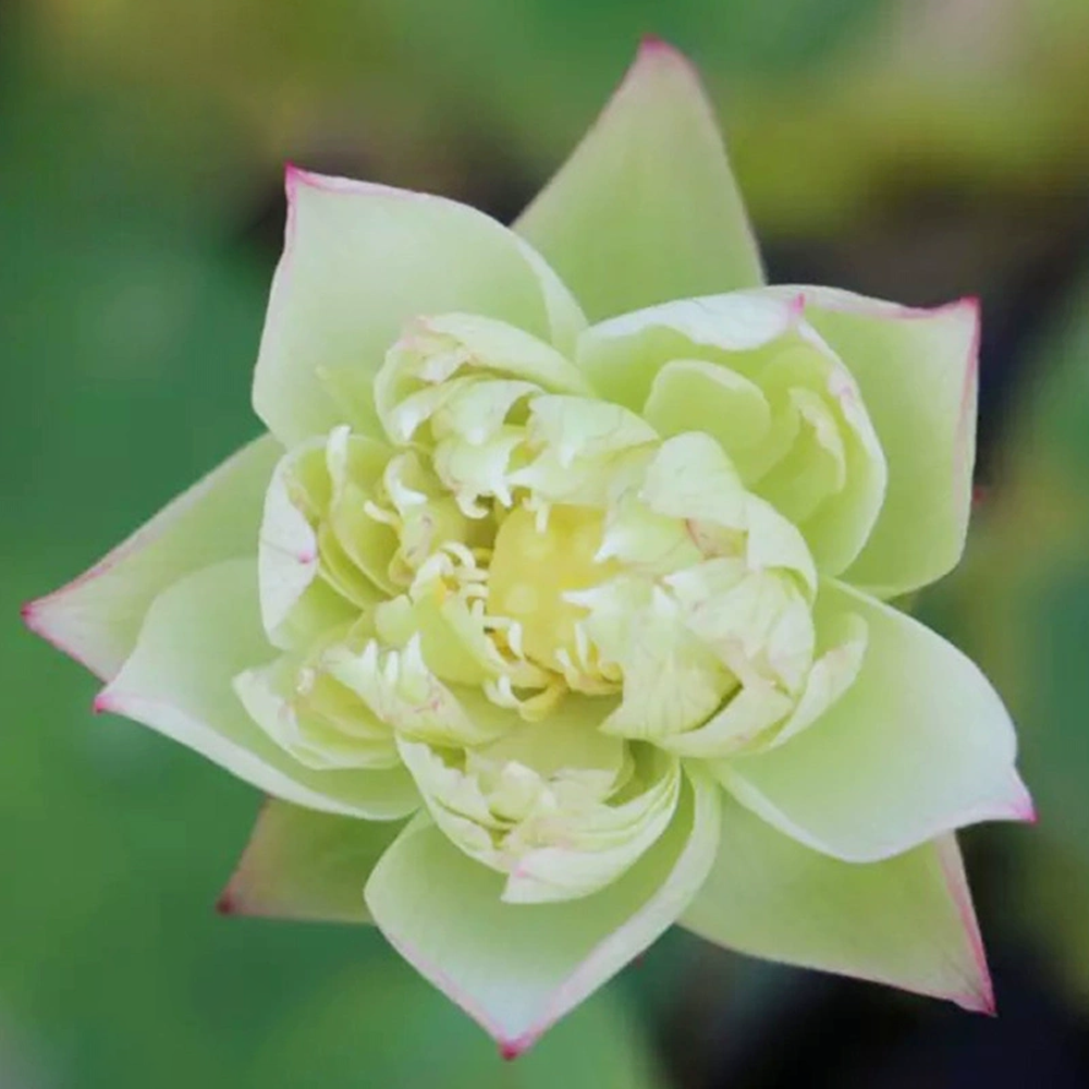 Ultra-Micro Bowl Lotus Rhizome – Lotus Hime