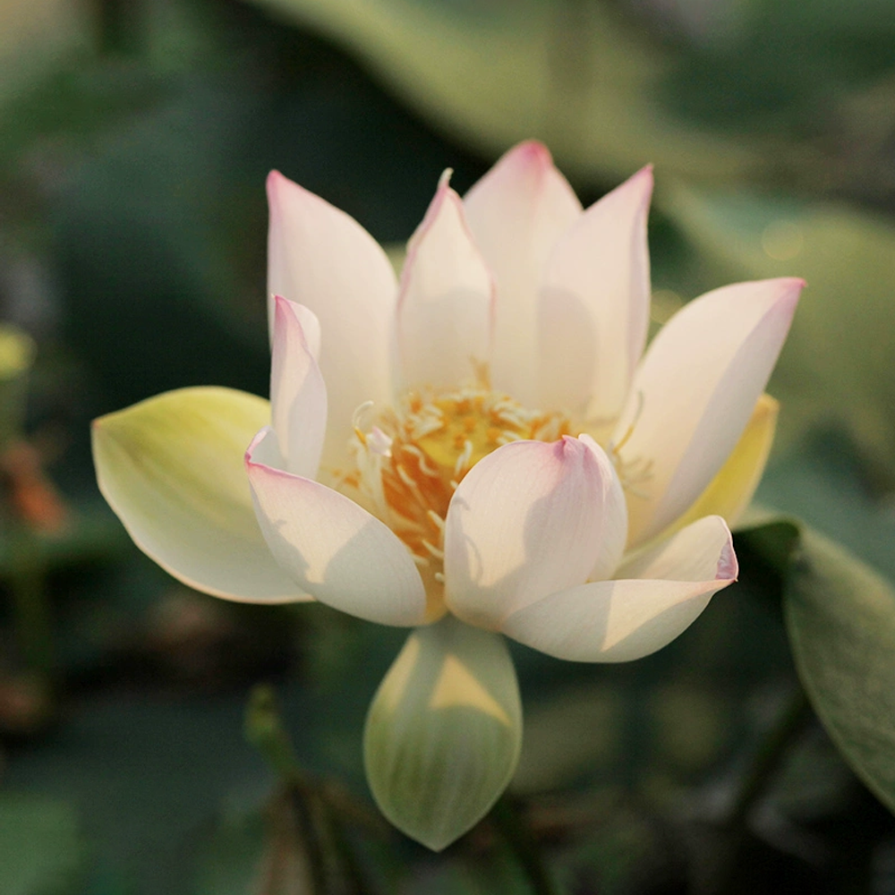 Micro Bowl Lotus Rhizome – Petite Chu Maiden
