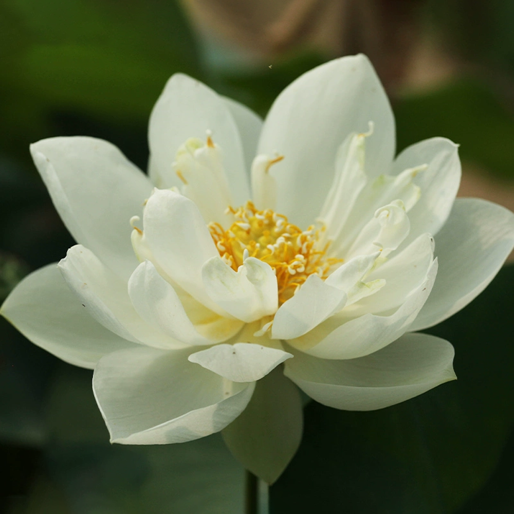 Micro Bowl Lotus Rhizome – Peppermint Bonbon