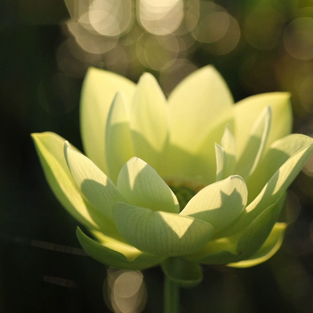 Midi-Large Bowl Lotus Rhizome – Essence