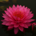 Midi Water Lily Rhizome – Raspberry