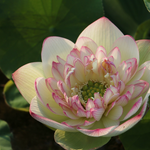 Large Bowl Lotus Rhizome – Cloud Brocade
