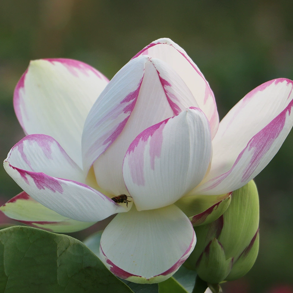 Colossal Bowl Lotus Rhizome – Boundless Horizon