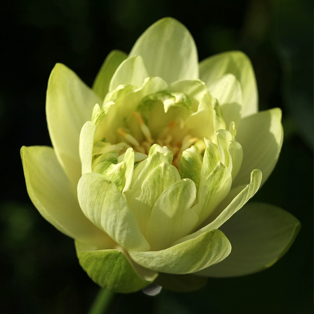 Mini Bowl Lotus Rhizome – Emerald Lotusette