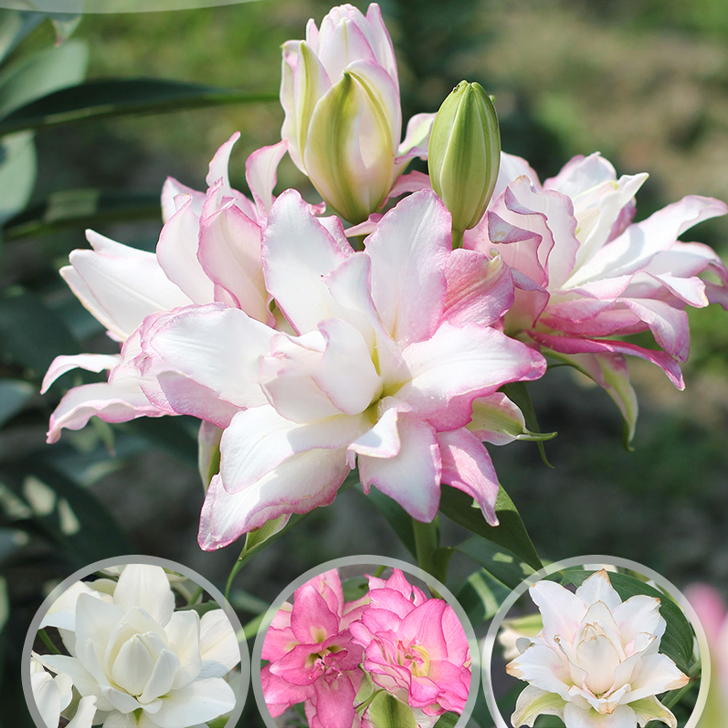 Lily Bulbs - Roselily Anouska