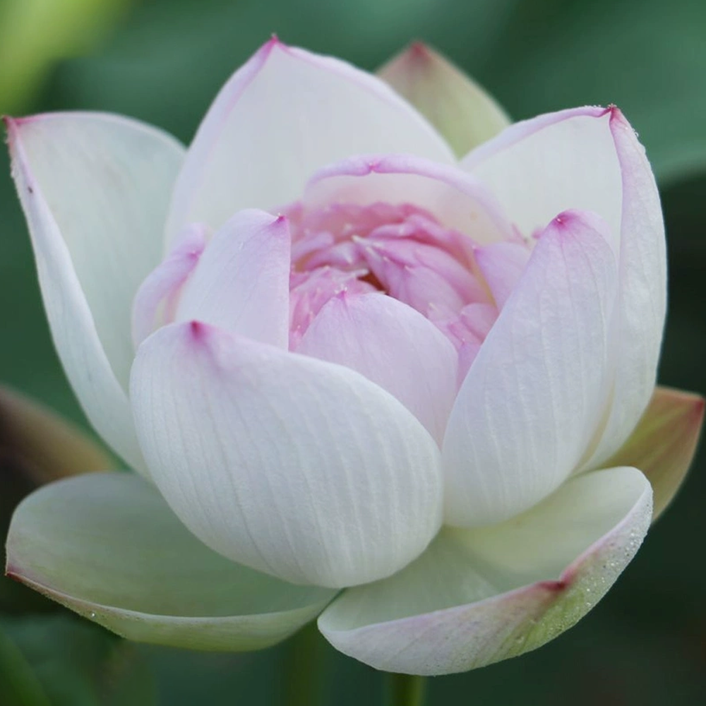 Mini Bowl Lotus Rhizome – Serene Elegance