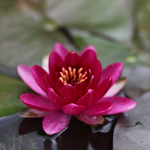 Mini Water Lily Rhizome – Baby Pink