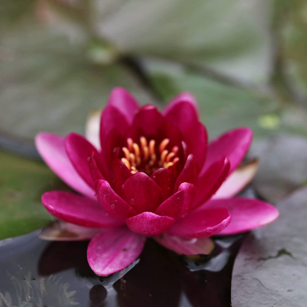 Mini Water Lily Rhizome – Baby Pink