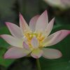 Mini Bowl Lotus Rhizome – The Master