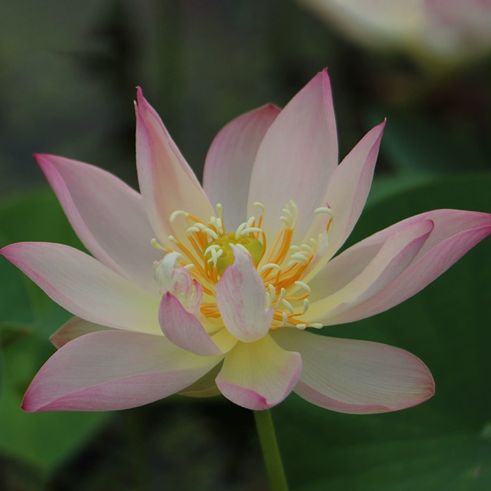 Mini Bowl Lotus Rhizome – The Master