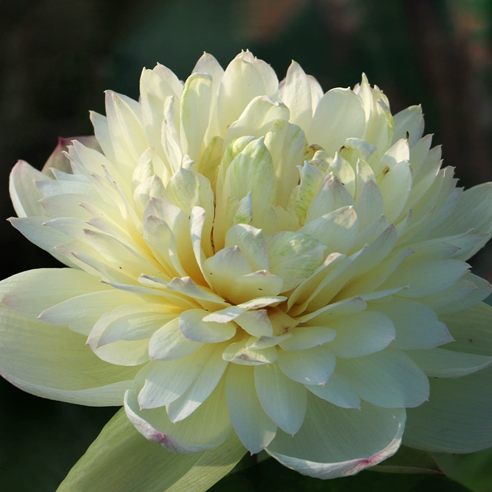 Midi Bowl Lotus Rhizome – Mist Sylph