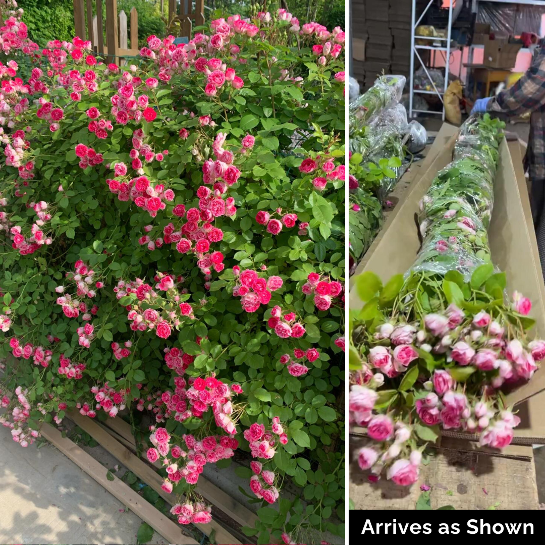 Climbing Rose Plant - Rouge Keepsake