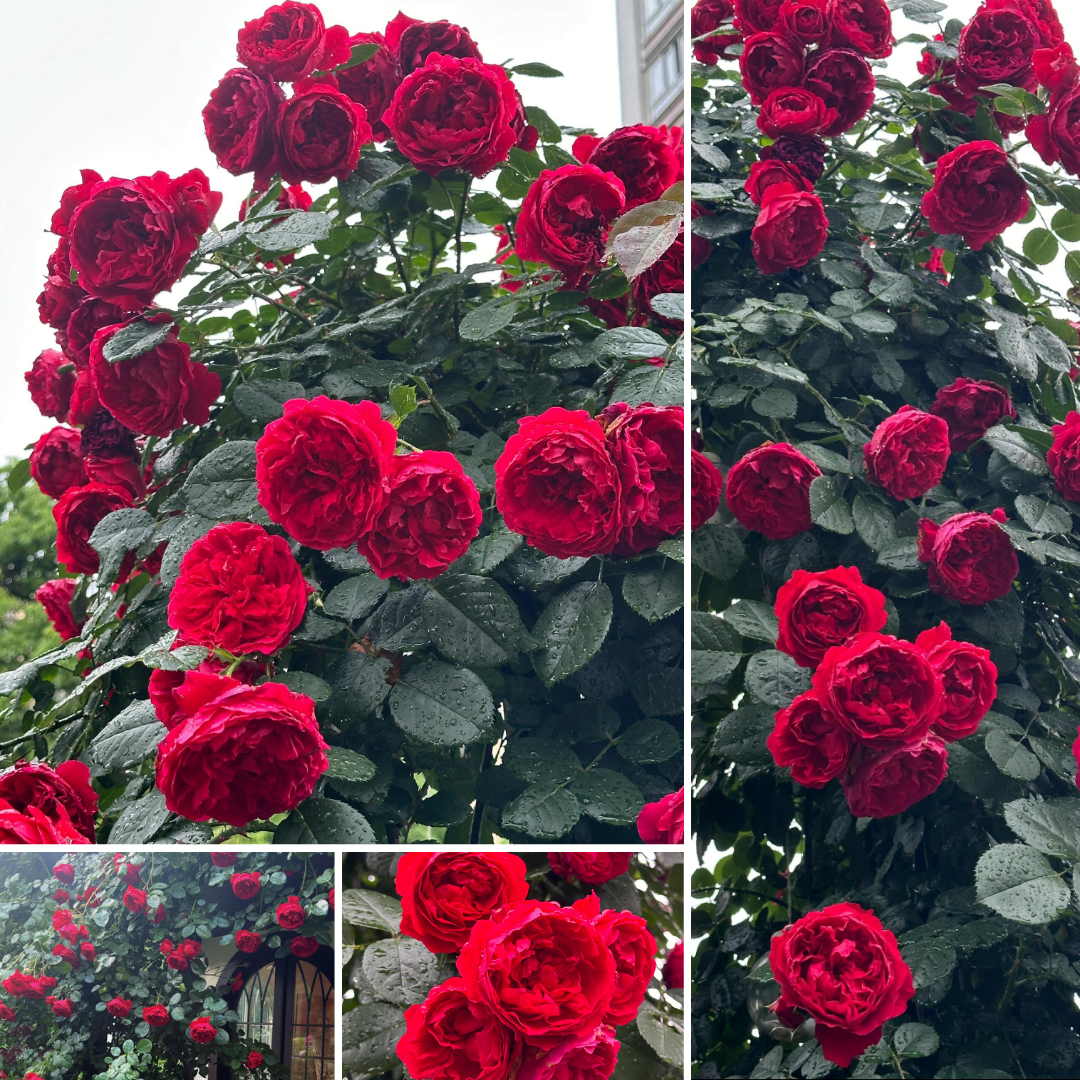Climbing Rose Plant - Florentina