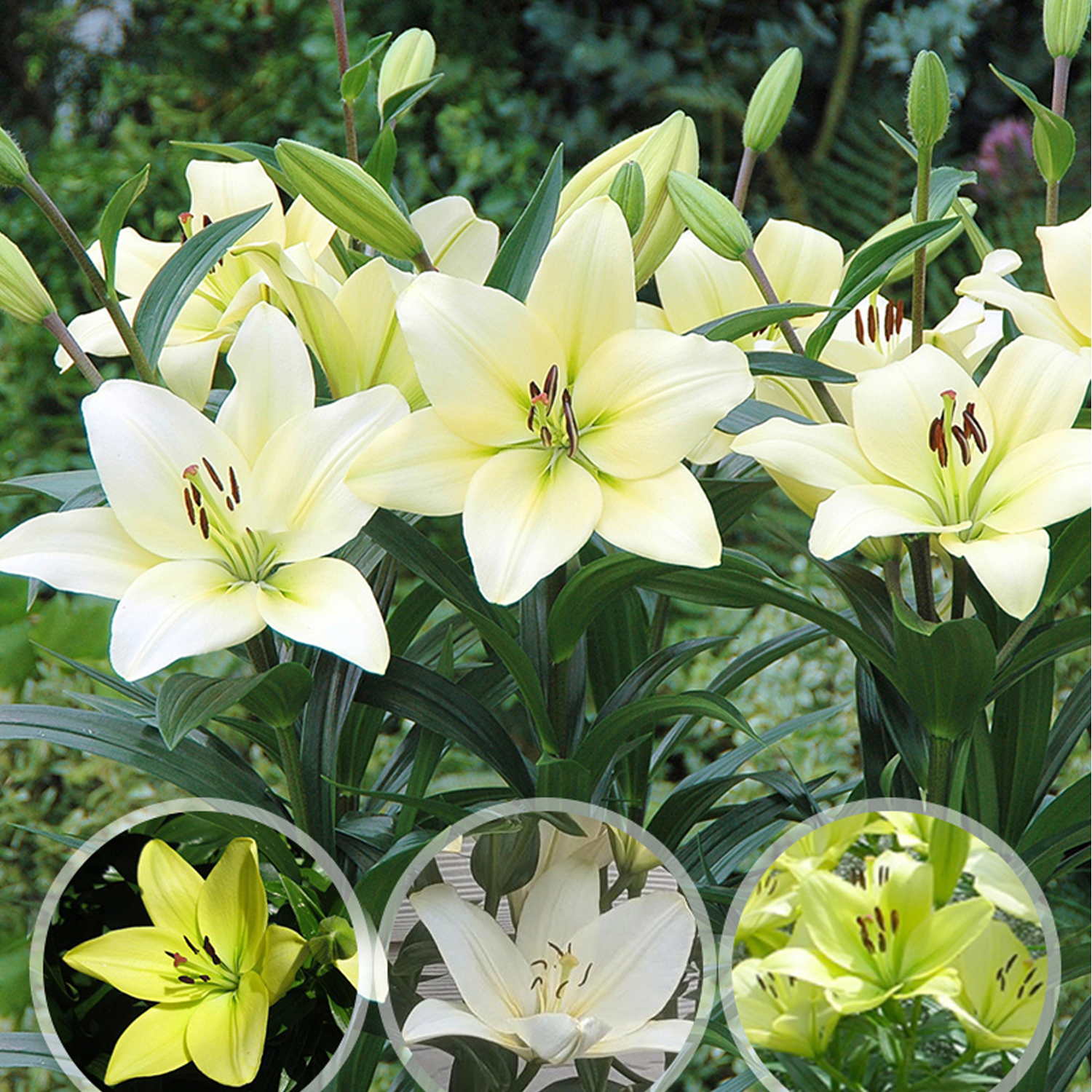 Lily Bulbs - Trebbiano