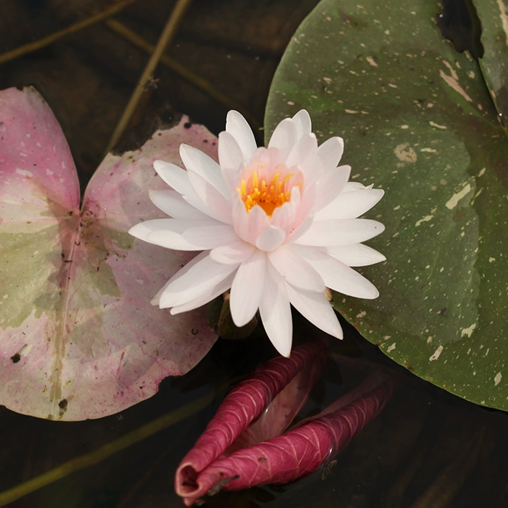 Midi-Large Water Lily Rhizome – Oil Painting Lady