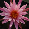 Midi Water Lily Rhizome – Perry’s Pink Cactus