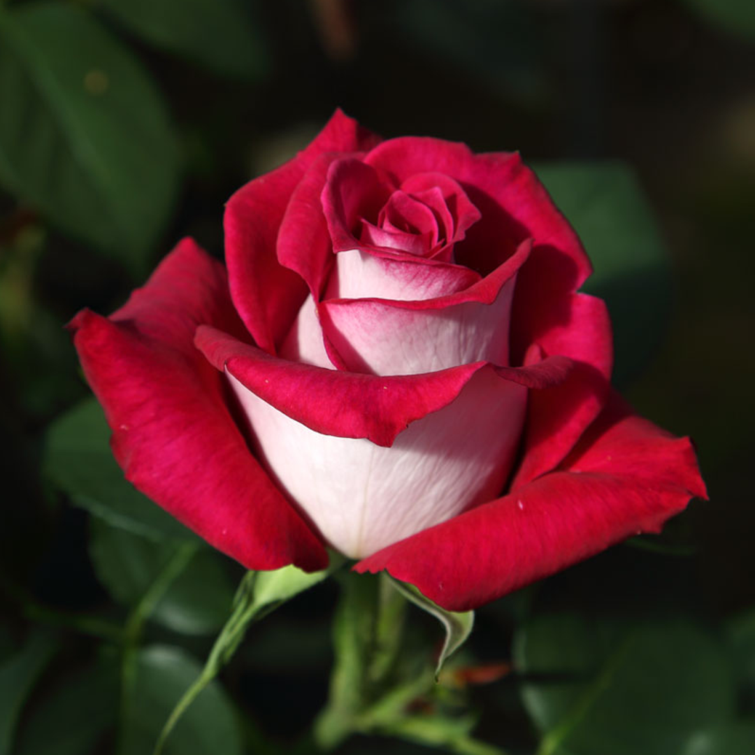 Shrub Rose Plant - Monica Bellucci®