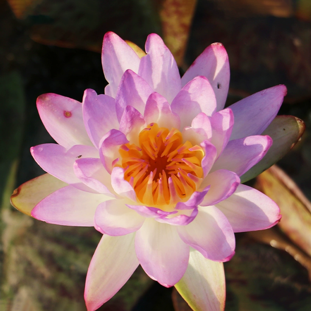 Midi Water Lily Rhizome – Siam Purple