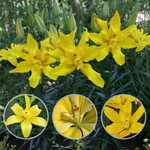 Lily Bulbs - Tomos