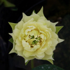 Mini Bowl Lotus Rhizome – Golden Antelope