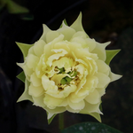 Mini Bowl Lotus Rhizome – Golden Antelope