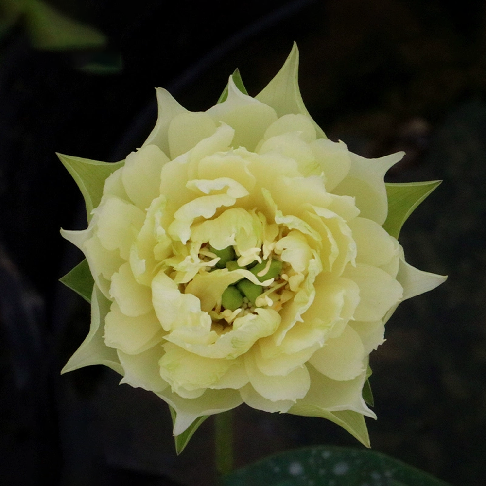Mini Bowl Lotus Rhizome – Golden Antelope